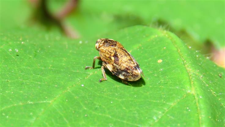 Aphrophoridae: Philaenus sp.